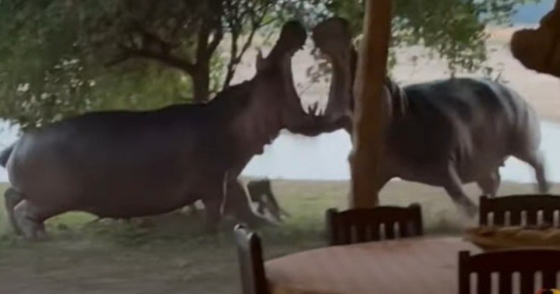 H&oacute;spedes de resort assistem de perto duelo feroz entre hipop&oacute;tamos – Foto: Internet/Reprodu&ccedil;&atilde;o