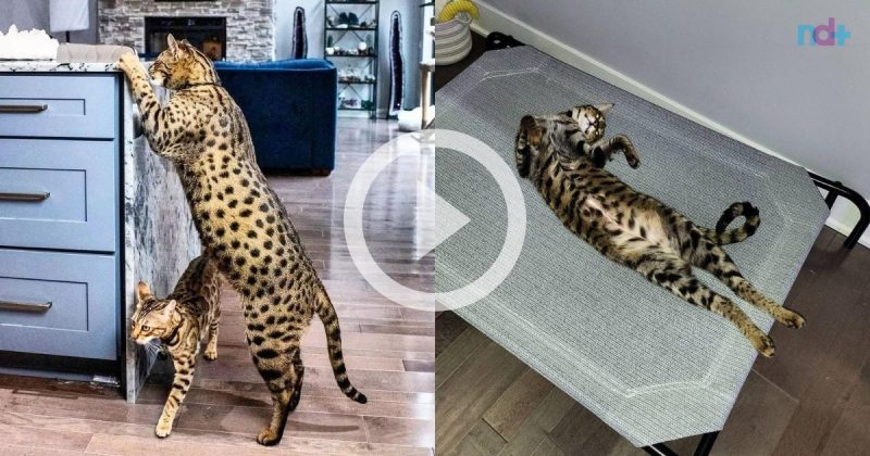 Gato gigante de quase meio metro entrou para o Livro dos Recordes – Foto: Reprodu&ccedil;&atilde;o/@starcats_detroit/ND