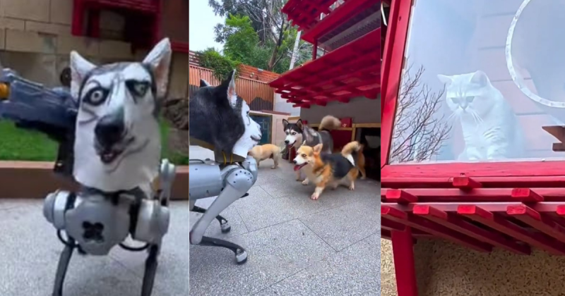 A rea&ccedil;&atilde;o dos animais conhecendo o estranho amigo viralizou nas redes sociais – Foto: Douyin/Reprodu&ccedil;&atilde;o/ND