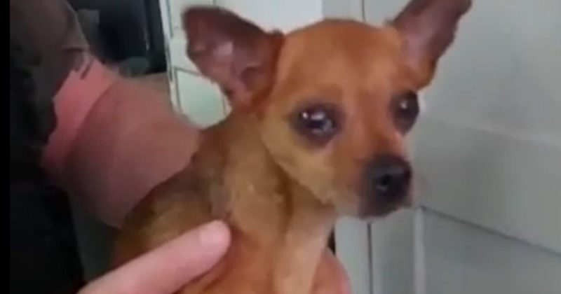 Pinscher was locked in a car for over two years in Balneario Camboriu – Photo: Municipal Guard/Disclosure