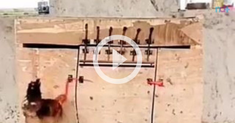 Galo salva galinha de ser presa em gaiola – Foto: Reprodu&ccedil;&atilde;o/@hospicio_brasil/ND