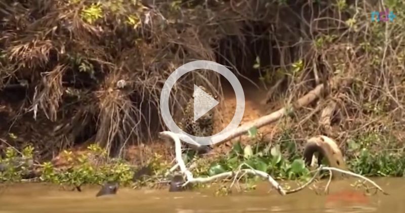 Ariranha ataca on&ccedil;a-pintada para salvar os filhotes da morte – Foto: Reprodu&ccedil;&atilde;o/Yotube- V&iacute;cio Curioso/ND