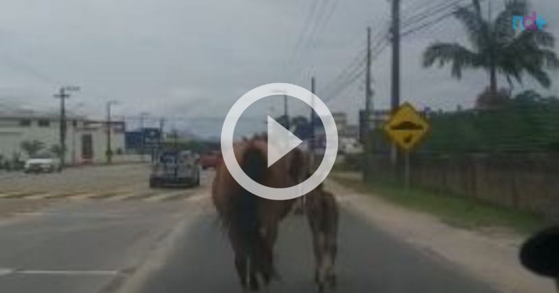 Animais andam pela rodovia livremente – Foto: Reprodu&ccedil;&atilde;o/Arquivo Pessoal/ND