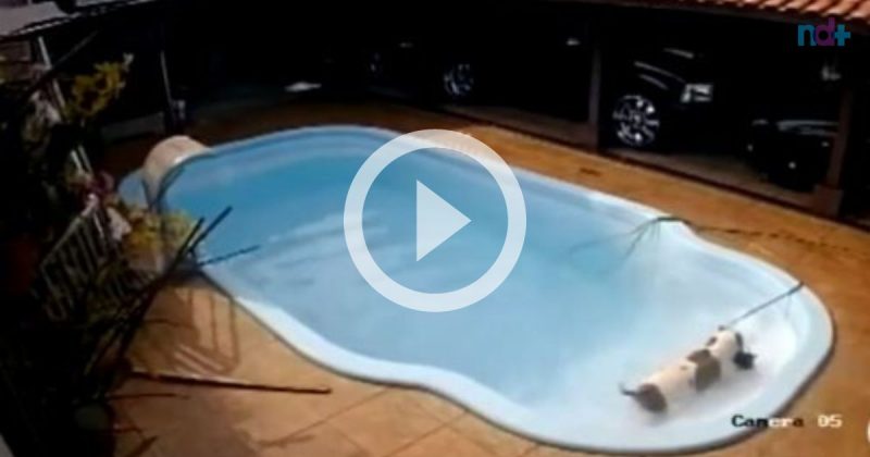 Pitbull salva chihuahua e imagens impressionam – Foto: Reprodu&ccedil;&atilde;o/@fsilva33_/ND