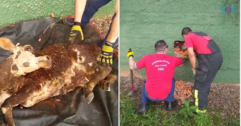 Bezerro caiu em um buraco de tr&ecirc;s metros – Foto: CBM/Divulga&ccedil;&atilde;o/ND