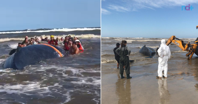 A 12-ton whale stranded on Jaguaruna Beach is being euthanized.  Photo: Disclosure/ND