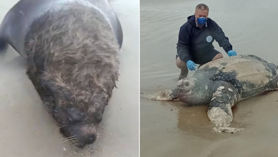 Tartaruga gigante ameaçada de extinção e leão-marinho de 3 m são encontrados mortos em SC