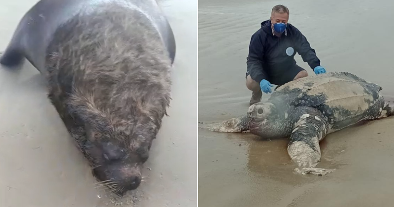 Tartaruga gigante amea&ccedil;ada de extin&ccedil;&atilde;o e le&atilde;o-marinho de 3 m s&atilde;o encontrados mortos em SC – Foto: Montagem/ND
