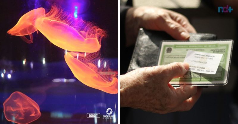 Aqu&aacute;rio de Balne&aacute;rio Cambori&uacute; libera entrada gratuita para eleitores que comprovarem voto – Foto: Grupo Oceanic/TRE/Divulga&ccedil;&atilde;o