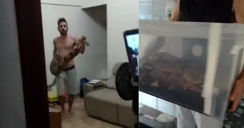 Dono da serpente realizou o resgate do animal, que estava dentro da m&aacute;quina de lavar em um apartamento vizinho – Foto: Twitter/Reprodu&ccedil;&atilde;o/ND