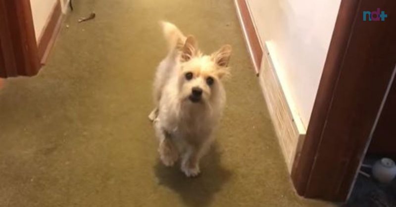 VIDEO: Dog pretends to have a leg injury to walk and 'technique' goes viral - Photo: Reproduction / Reddit / TXVERAS