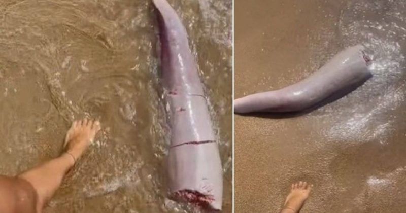 Seria uma “estranha criatura” ou parte dela? – Foto: Reprodu&ccedil;&atilde;o/@bootscootinaf/ND