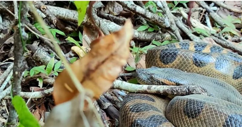 N&atilde;o foi a primeira vez que o ambientalista havia se deparado com o animal – Foto: Reprodu&ccedil;&atilde;o/Youtube