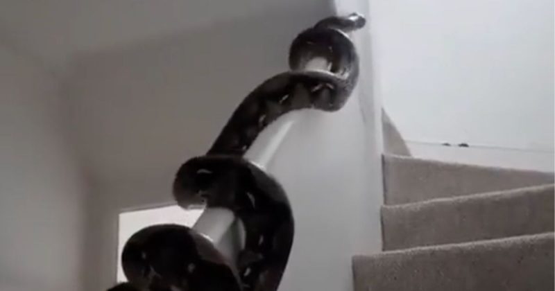 Cobra desliza pelo corrim&atilde;o e assusta moradores – Foto: Reprodu&ccedil;&atilde;o