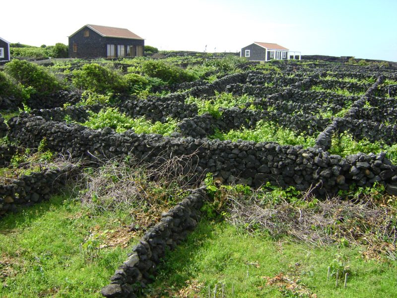 Cultivo de uvas em terra vulc&acirc;nica – Foto: Divulga&ccedil;&atilde;o/ND