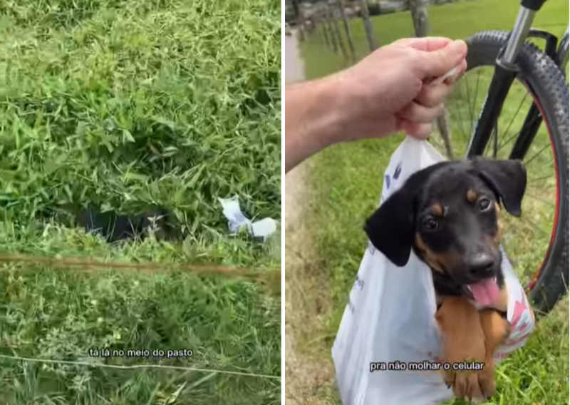 Cadelinha foi encontrada abandonada em pasto em Santo Amaro da Imperatriz – Foto: Redes Sociais/Reprodu&ccedil;&atilde;o/ND