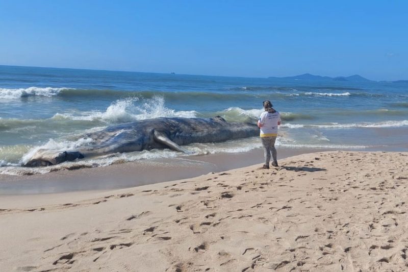 Baleia-franca foi encontrada na praia do Tabuleiro, em Barra Velha, na manh&atilde; de segunda-feira (3) – Foto: M&aacute;rcio Triches/Univali/Divulga&ccedil;&atilde;o/ND
