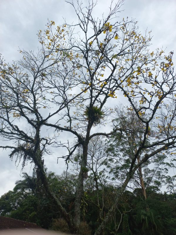 nebulosidade em JOinville