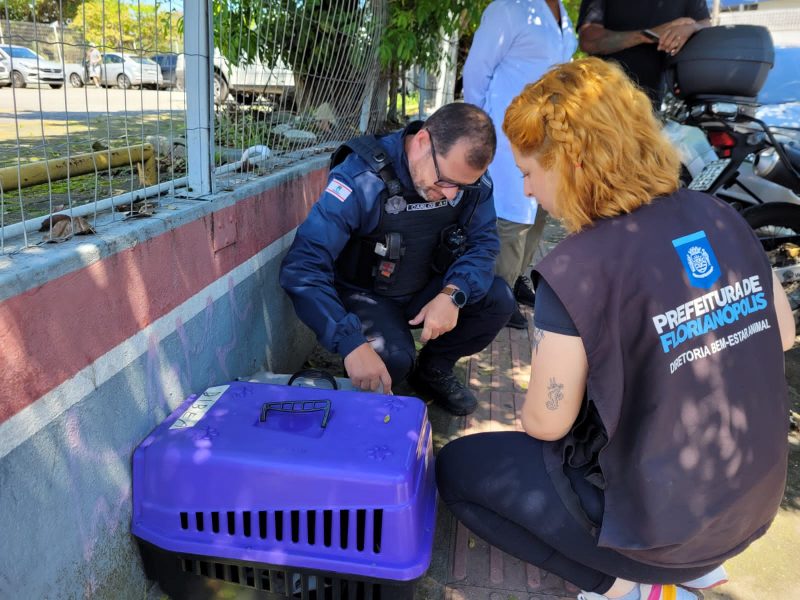 Os animais se encontravam com muita sede devido a exposi&ccedil;&atilde;o ao calor intenso – Foto: GMF/Divulga&ccedil;&atilde;o/ND