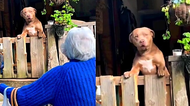 Idosa chega em casa e pit bull tem rea&ccedil;&atilde;o singular – Foto: Instagram/@rayroobully/Reprodu&ccedil;&atilde;o/ND