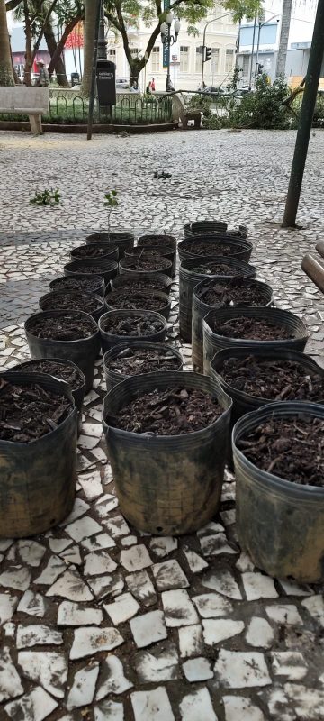 “Clones” v&atilde;o perpetuar e preservar a figueira centen&aacute;ria – Foto: Divulga&ccedil;&atilde;o/ND