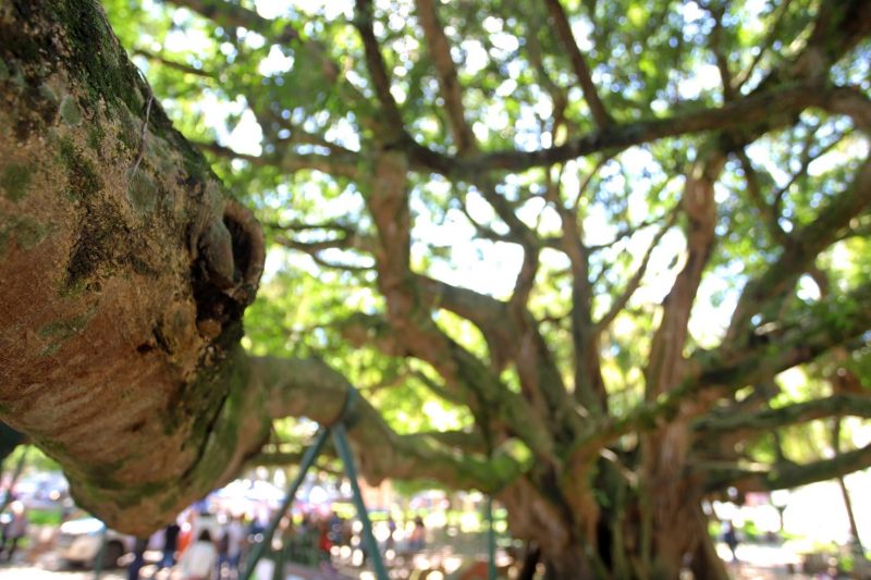 Figueira da Pra&ccedil;a XV, no Centro Hist&oacute;rico de Florian&oacute;polis – Foto: Divulga&ccedil;&atilde;o/ND