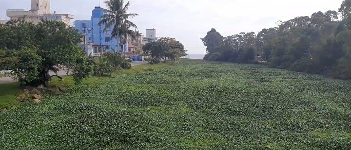 O Rio do Br&aacute;s tomado pelas macr&oacute;fitas, plantas que proliferam por conta da polui&ccedil;&atilde;o- Foto: Divulga&ccedil;&atilde;o/ND