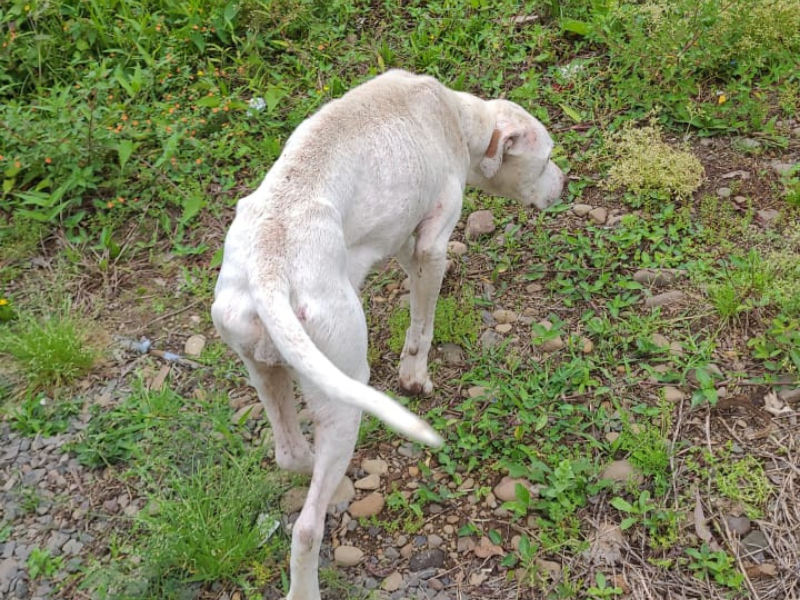 Cachorro é encontrado desnutrido durante ocorrência em Morro Grande, no Sul de SC &#8211; Foto: Polícia Civil/Divulgação/ND