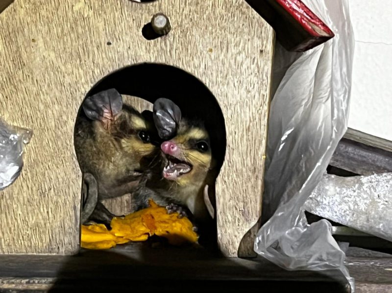 Gamb&aacute;s em Florian&oacute;polis t&ecirc;m assustado moradores – Foto: Divulga&ccedil;&atilde;o/ND