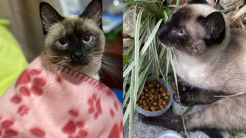 Luna (&agrave; esq.) e Vit&oacute;ria (&agrave; dir.), gatinha resgatada – Foto: Arquivo pessoal/Reprodu&ccedil;&atilde;o/ND