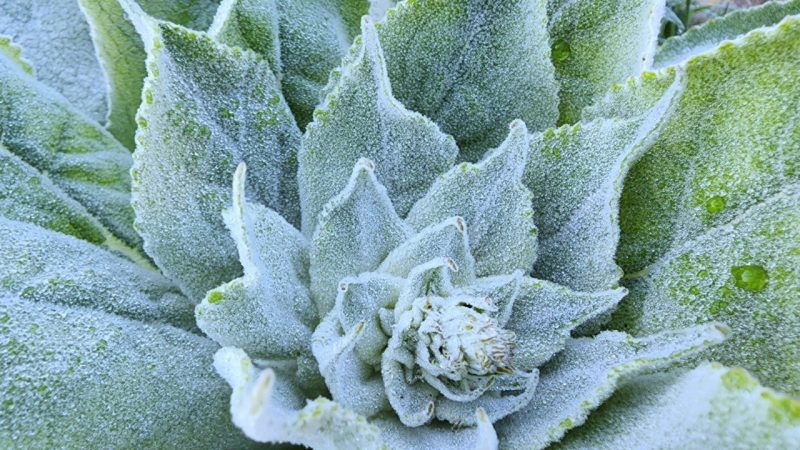 Paisagens amanheceram cobertas por geada na serra catarinense, nesta ter&ccedil;a-feira (25) – Foto: Mycchel Legnaghi/@saojoaquimonline/Divulga&ccedil;&atilde;o/ND