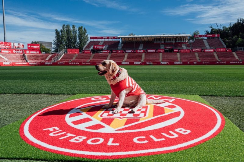 Canya, o labrador retriever, mascote do Girona FC – Foto: divulga&ccedil;&atilde;o girona fc 12