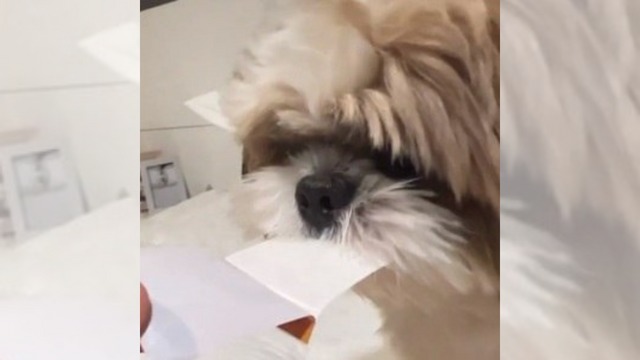 Agrava&ccedil;&atilde;o foi compartilhado no TikTok e possui mais de 1 milh&atilde;o de visualiza&ccedil;&otilde;es. – Foto: Internet/Reprodu&ccedil;&atilde;o/ND