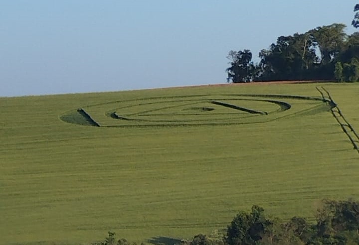 Um c&iacute;rculo misterioso apareceu em uma planta&ccedil;&atilde;o de trigo em Ipua&ccedil;u, no Oeste catarinense. – Foto: Janee Latreile/ND