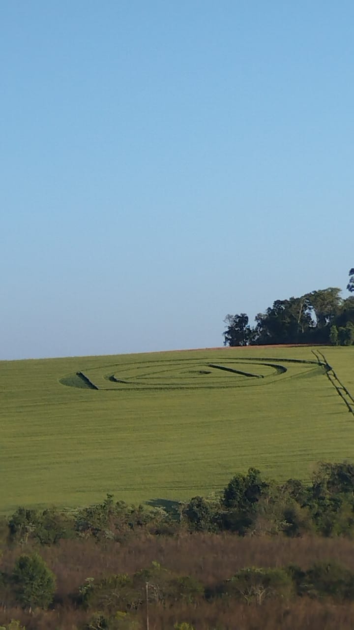 Um círculo misterioso apareceu em uma plantação de trigo em  Ipuaçu, no Oeste catarinense. - Janee Latreile/ND