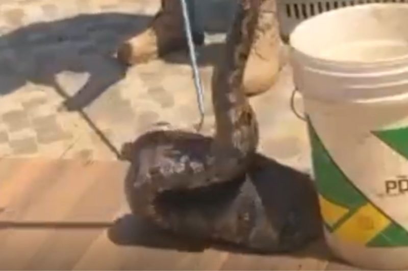 Jiboia de 15 kg foi encontrada no teto de uma casa no DF – Foto: PM/Divulga&ccedil;&atilde;o