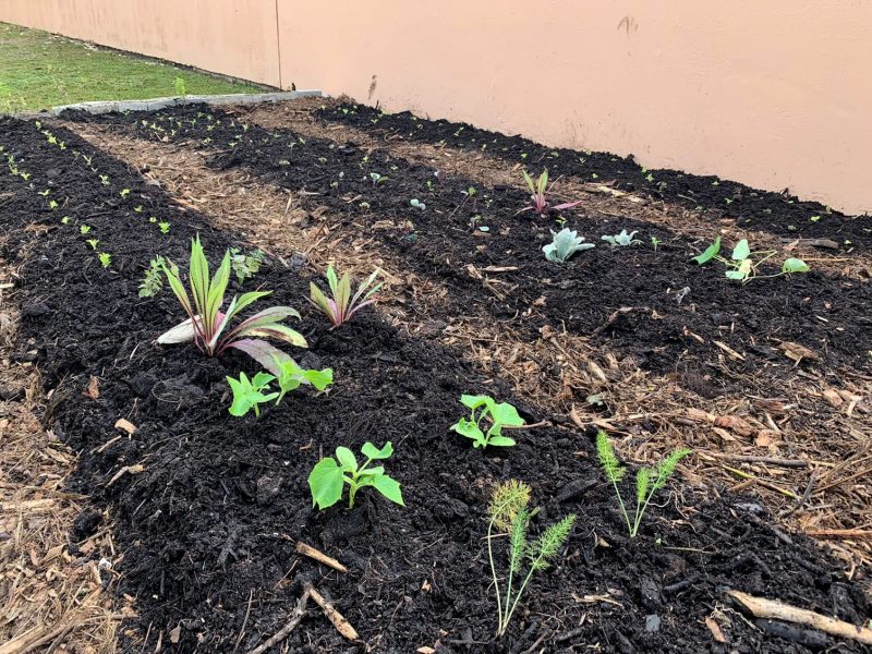 O Cultiva Floripa vai ganhar ainda mais for&ccedil;a com a implanta&ccedil;&atilde;o do programa Escola Lixo Zero Floripa – Foto: Divulga&ccedil;&atilde;o