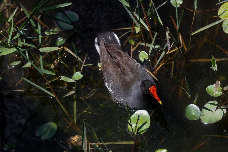 Lagoa da Chica – Foto: Leo Munhoz/ND