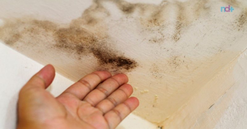 Mofo muitas vezes causa problemas respirat&oacute;rios, mas pode ser motivo de doen&ccedil;as mais graves – Foto: Reprodu&ccedil;&atilde;o