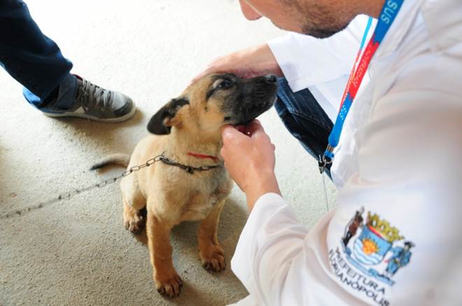 Castração de cães em Florianópolis