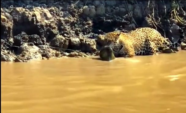 onça ataca serpente anaconda