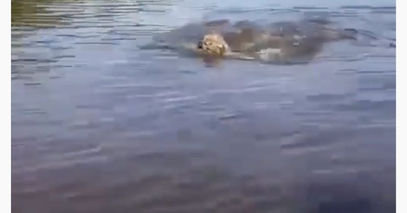 Pescadores se aproximaram demais da on&ccedil;a, que n&atilde;o gostou e amea&ccedil;ou partir para cima – Foto: Reprodu&ccedil;&atilde;o