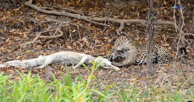 On&ccedil;a devora o jacar&eacute; ap&oacute;s ca&ccedil;ar o rival com sucesso – Foto: Reprodu&ccedil;&atilde;o