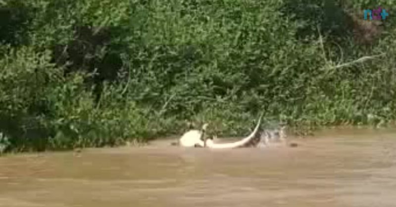 Elenco de 'Pantanal' compartilha histórias de perrengues nas gravações:  onça à noite, jacaré no rio, xixi atrás do carro - TV e Lazer - Extra  Online