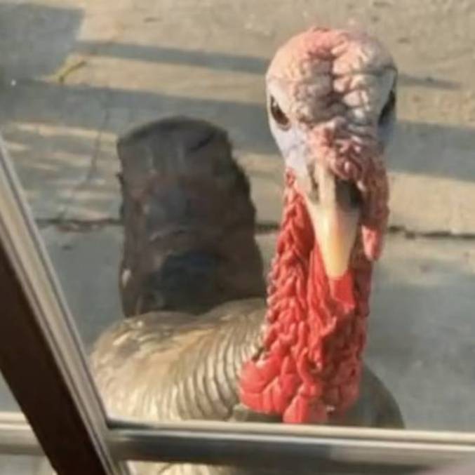 Essa &eacute; a ultima vis&atilde;o das v&iacute;timas antes de serem atacadas – Foto: Reprodu&ccedil;&atilde;o/WBZ-TV (Via Daily Mail)