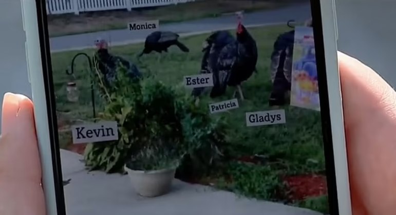 Animais foram apelidados por moradores – Foto: Reprodu&ccedil;&atilde;o/WBZ-TV (Via Daily Mail)