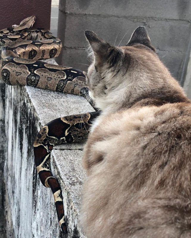 Jade e a gata da fam&iacute;lia Letty – Foto: Divulga&ccedil;&atilde;o/ND