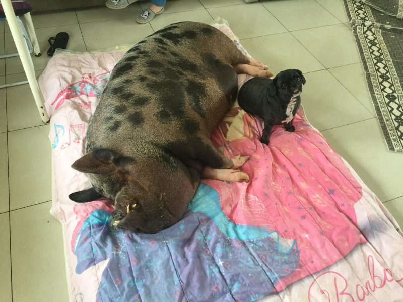 Julio dorme com os c&atilde;es da casa – Foto: Arquivo Pessoal