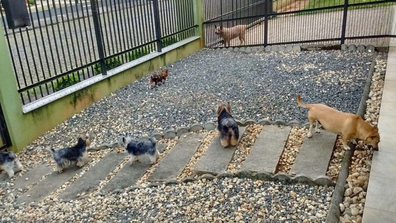 Julio enquanto filhote, passeando com os cachorros – Foto: Arquivo Pessoal