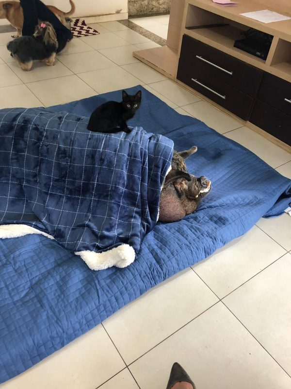 A tutora conta que o porco e os demais animais da casa se d&atilde;o super bem – Foto: Arquivo Pessoal